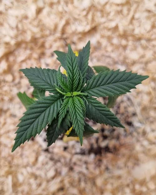 First Lady (Femi/Photo). Week 6 - 17.okt.