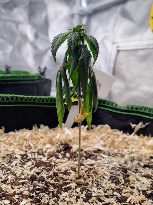 First Lady (Femi/Photo). Week 6 - 19.okt.