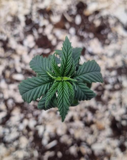 First Lady (Femi/Photo). Week 6 - 19.okt.