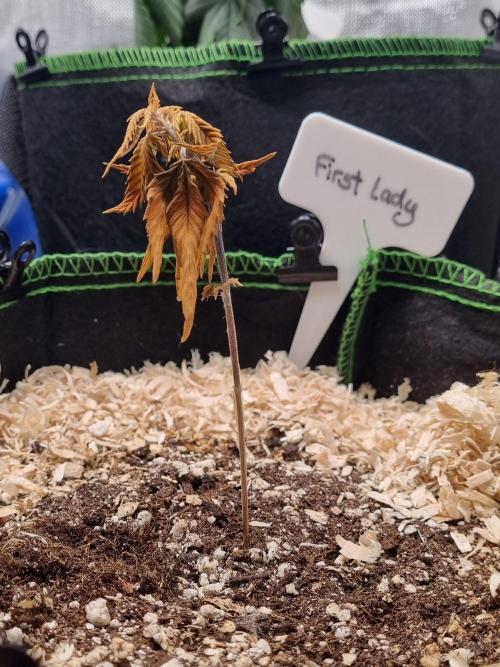 First Lady (Femi/Photo). Week 9 - 7.nov.