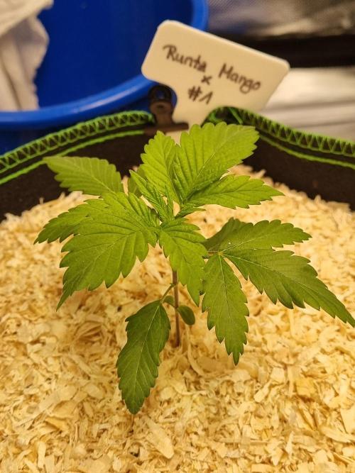 Runtz x Mango #1 (Femi/Photo). Week 4 - 4.okt.