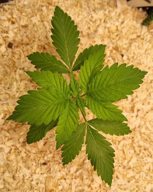 Runtz x Mango #1 (Femi/Photo). Week 4 - 4.okt.