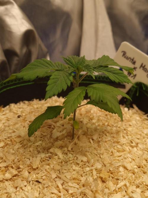 Runtz x Mango #1 (Femi/Photo). Week 4 - 6.okt.