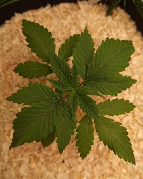 Runtz x Mango #1 (Femi/Photo). Week 4 - 6.okt.