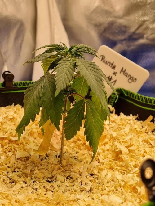 Runtz x Mango #1 (Femi/Photo). Week 5 - 15.okt.