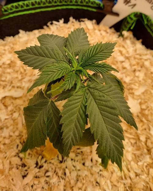 Runtz x Mango #1 (Femi/Photo). Week 5 - 15.okt.