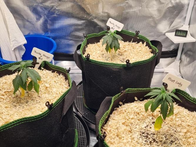 Runtz x Mango #1 (Femi/Photo). Week 5 - 15.okt.