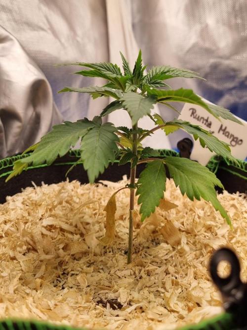 Runtz x Mango #1 (Femi/Photo). Week 6 - 17.okt.