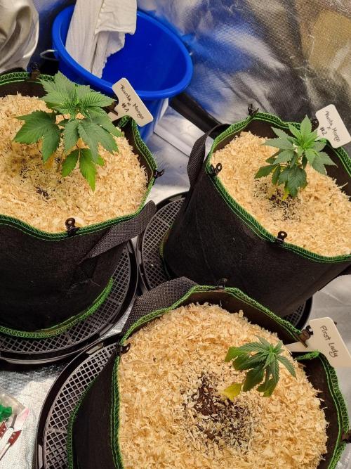 Runtz x Mango #1 (Femi/Photo). Week 6 - 17.okt.