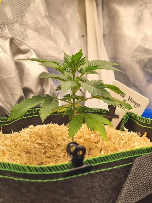 Runtz x Mango #1 (Femi/Photo). Week 6 - 19.okt.