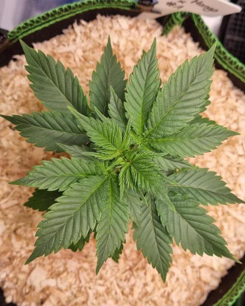 Runtz x Mango #1 (Femi/Photo). Week 6 - 19.okt.