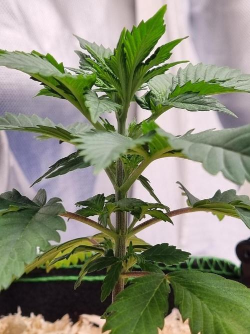 Runtz x Mango #1 (Femi/Photo). Week 6 - 19.okt.