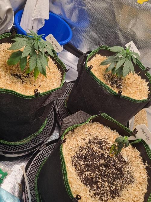 Runtz x Mango #1 (Femi/Photo). Week 6 - 23.okt.