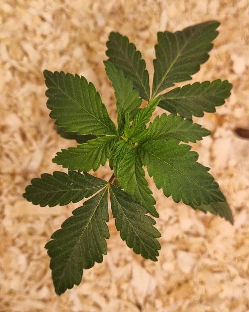 Runtz x Mango #2 (Femi/Photo). Week 4 - 4.okt.