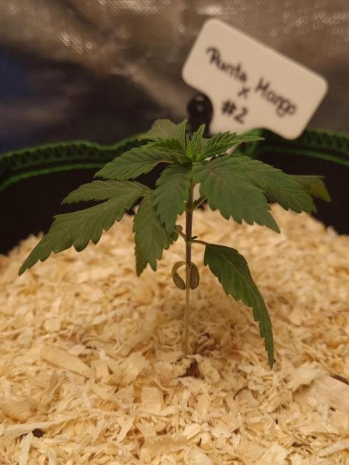 Runtz x Mango #2 (Femi/Photo). Week 4 - 6.okt.