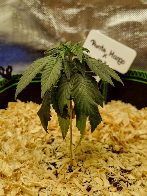 Runtz x Mango #2 (Femi/Photo). Week 5 - 15.okt.