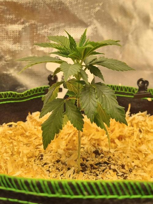 Runtz x Mango #2 (Femi/Photo). Week 6 - 17.okt.