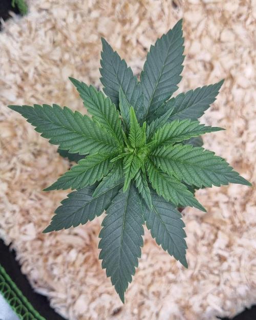 Runtz x Mango #2 (Femi/Photo). Week 6 - 17.okt.