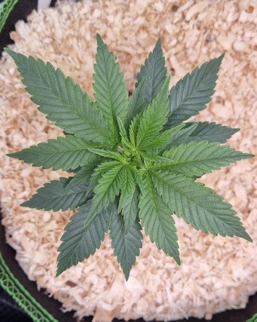 Runtz x Mango #2 (Femi/Photo). Week 6 - 19.okt.