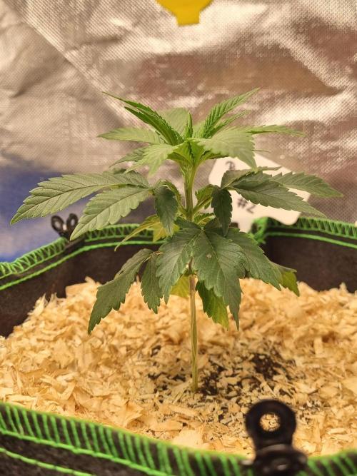 Runtz x Mango #2 (Femi/Photo). Week 6 - 19.okt.