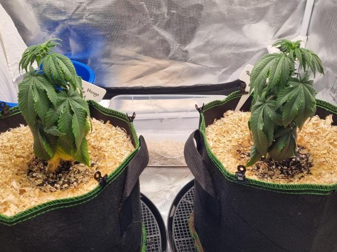 Runtz x Mango #2 (Femi/Photo). Week 9 - 7.nov.