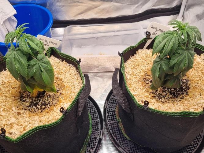 Runtz x Mango #2 (Femi/Photo). Week 9 - 7.nov.