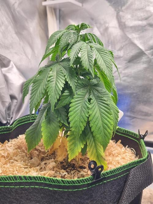 Runtz x Mango #1 (Femi/Photo). Week 9 - 12.nov.