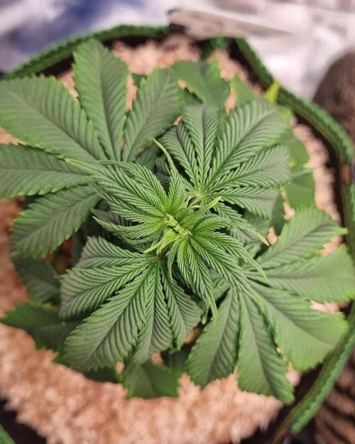 Runtz x Mango #1 (Femi/Photo). Week 9 - 12.nov.