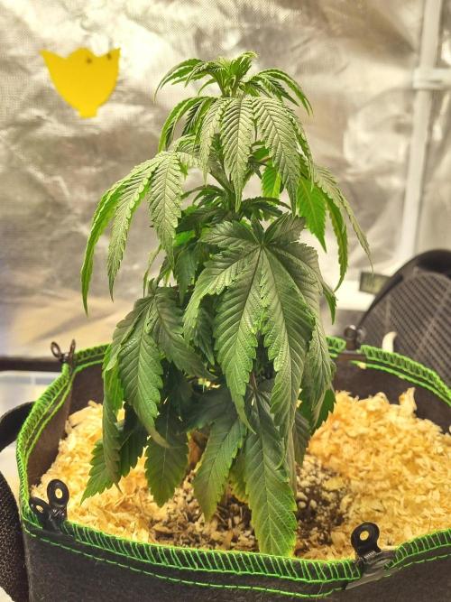 Runtz x Mango #2 (Femi/Photo). Week 9 - 12.nov.