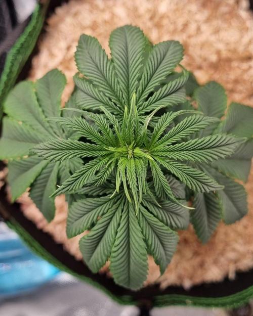 Runtz x Mango #2 (Femi/Photo). Week 9 - 12.nov.