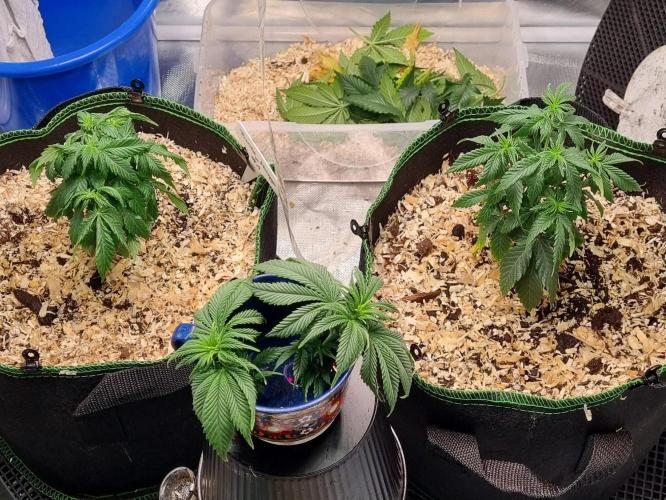 Runtz x Mango #2 (Femi/Photo). Week 9 - 12.nov.