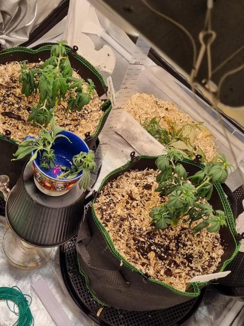 Runtz x Mango #1 (Femi/Photo). Week 10 - 18.nov.