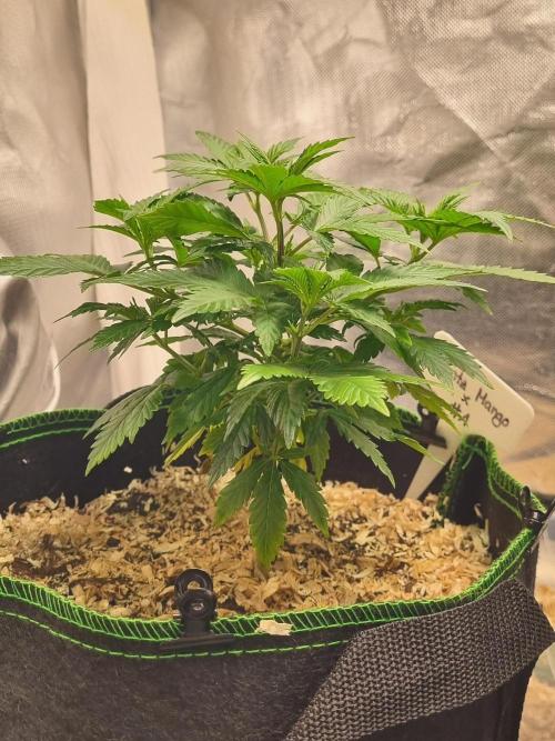 Runtz x Mango #1 (Femi/Photo). Week 10 - 19.nov.