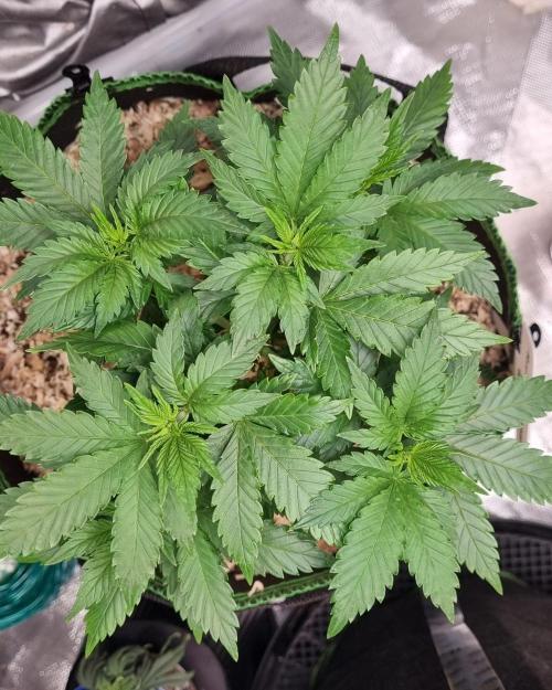 Runtz x Mango #1 (Femi/Photo). Week 10 - 19.nov.