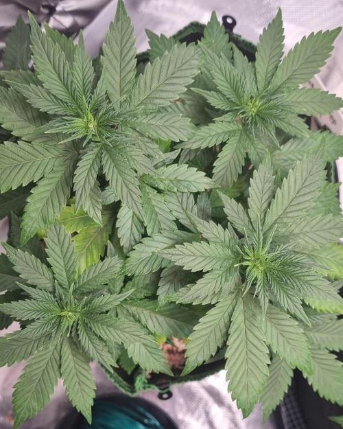 Runtz x Mango #1 (Femi/Photo). Week 12 - 28.nov.