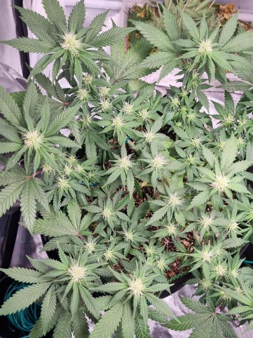 Runtz x Mango #1 (Femi/Photo). Week 16 - 27.dez.