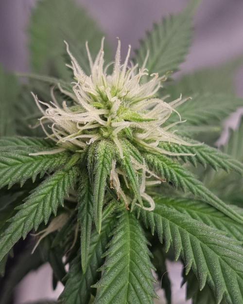 Runtz x Mango #1 (Femi/Photo). Week 16 - 27.dez.