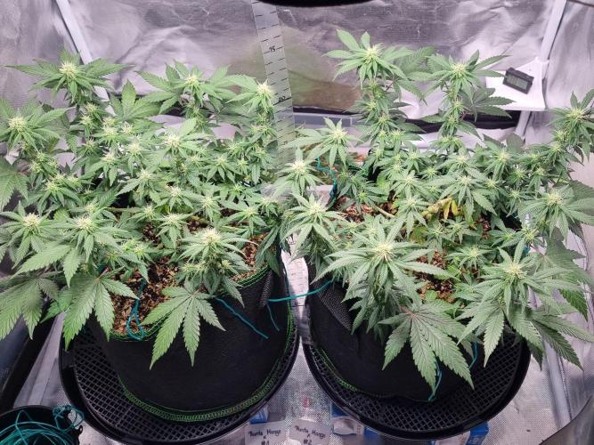 Runtz x Mango #1 (Femi/Photo). Week 16 - 27.dez.