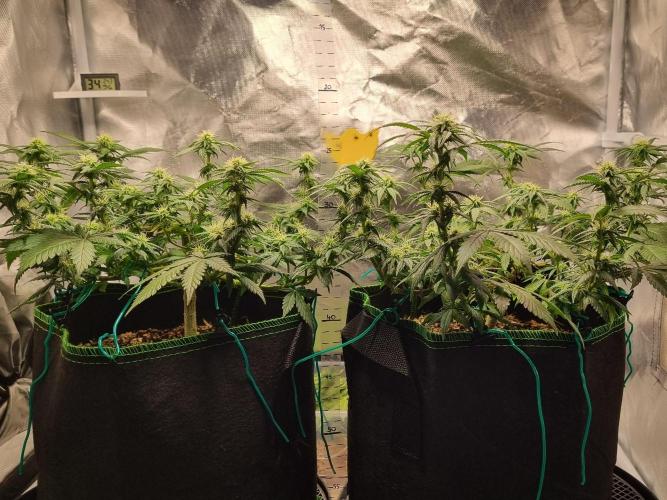 Runtz x Mango #1 (Femi/Photo). Week 16 - 27.dez.