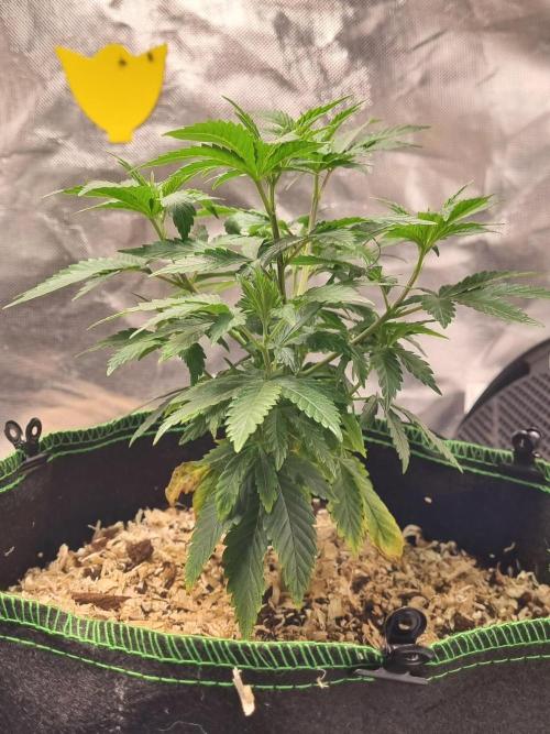 Runtz x Mango #2 (Femi/Photo). Week 10 - 19.nov