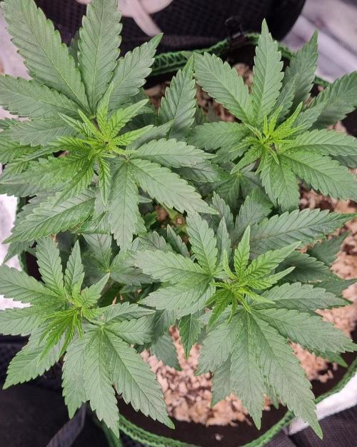 Runtz x Mango #2 (Femi/Photo). Week 10 - 19.nov