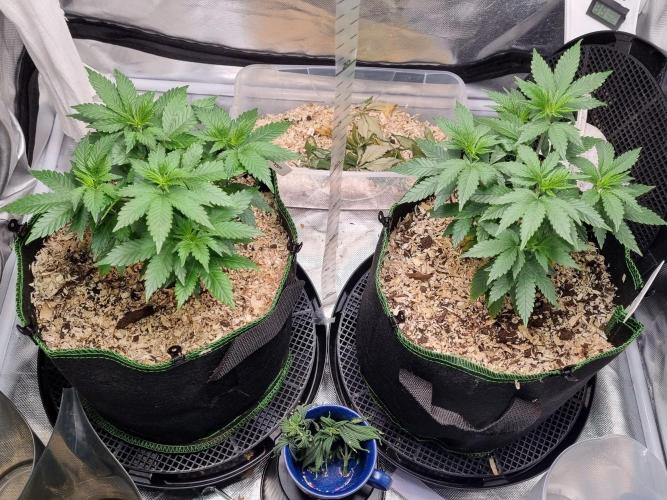 Runtz x Mango #2 (Femi/Photo). Week 10 - 19.nov