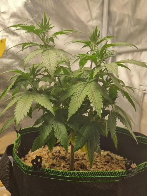 Runtz x Mango #2 (Femi/Photo). Week 12 - 28.nov