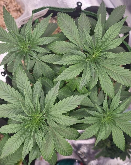 Runtz x Mango #2 (Femi/Photo). Week 12 - 28.nov