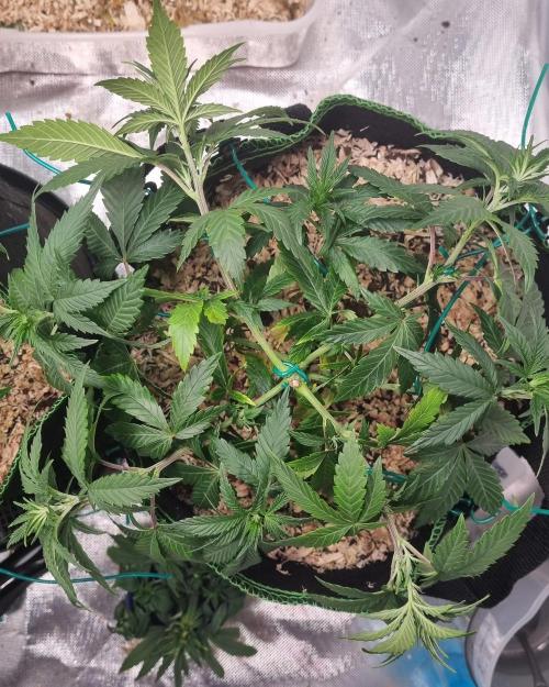 Runtz x Mango #2 (Femi/Photo). Week 12 - 28.nov