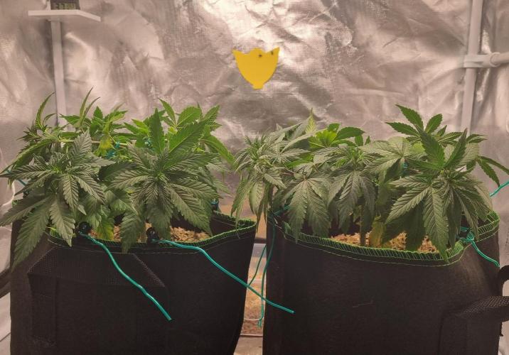 Runtz x Mango #2 (Femi/Photo). Week 12 - 28.nov