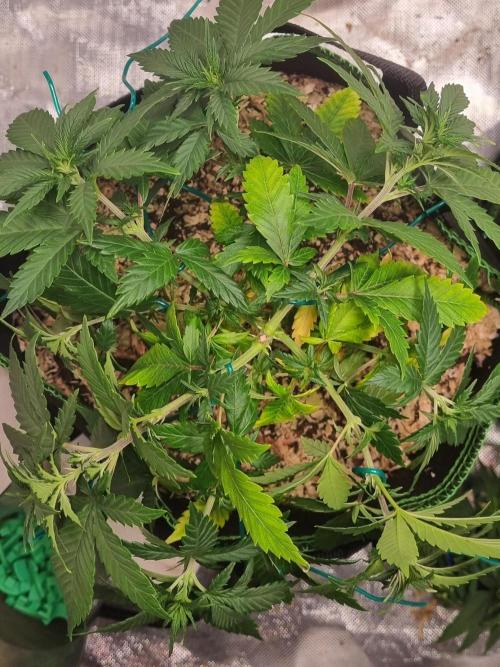 Runtz x Mango #1 (Femi/Photo). Week 12 - 28.nov.