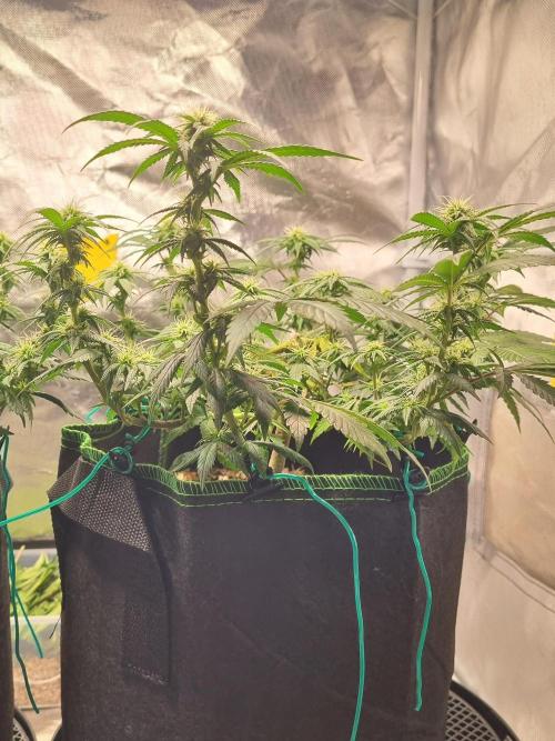 Runtz x Mango #2 (Femi/Photo). Week 16 - 27.dez