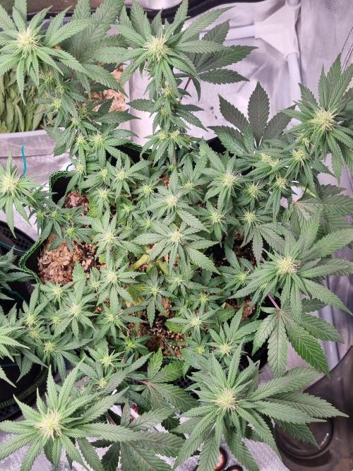 Runtz x Mango #2 (Femi/Photo). Week 16 - 27.dez