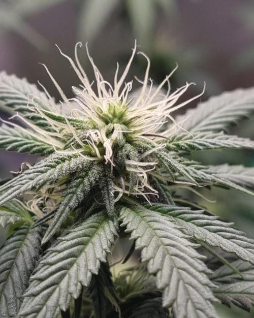 Runtz x Mango #2 (Femi/Photo). Week 16 - 27.dez